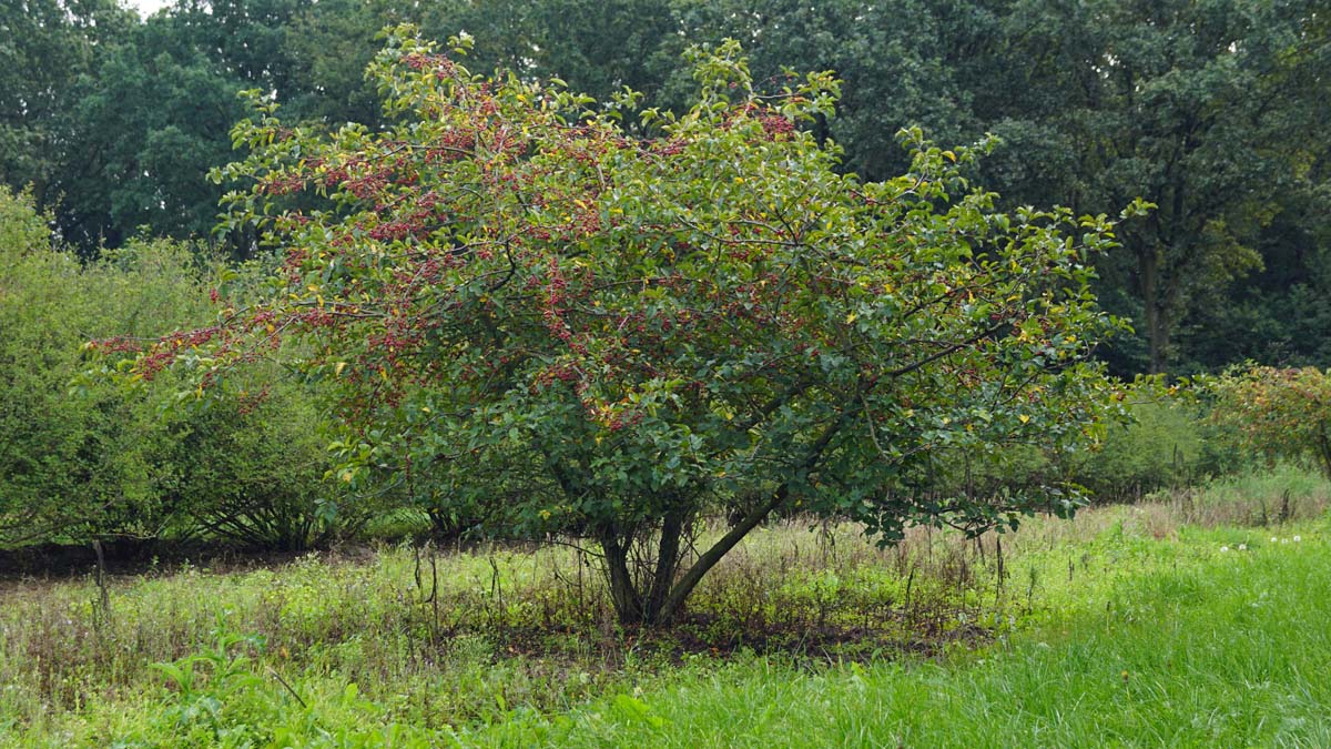 Malus toringo sargentii meerstammig / struik meerstammig