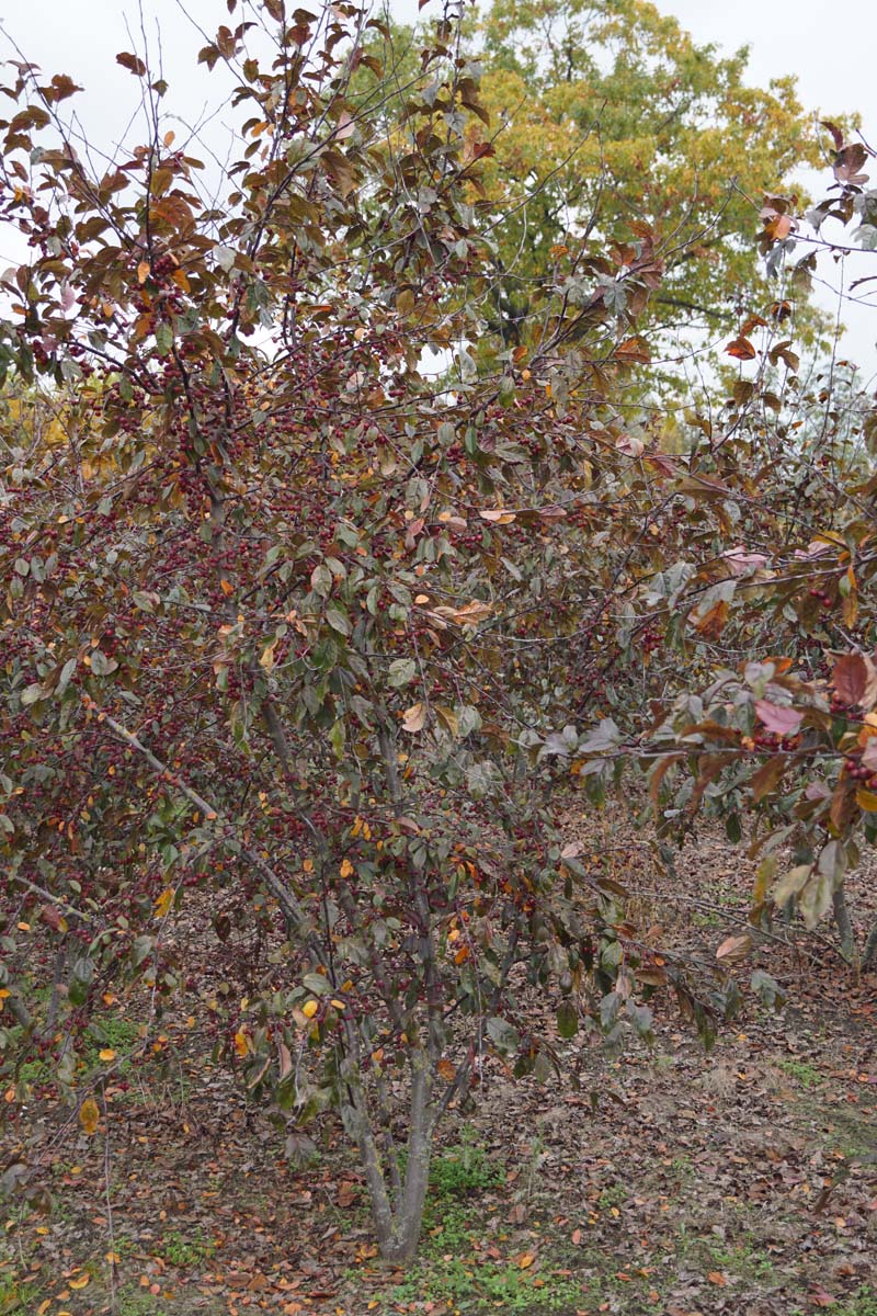 Malus toringo 'Scarlett' meerstammig / struik meerstammig