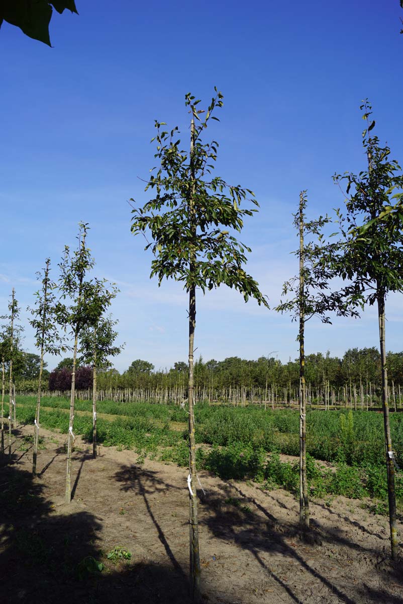 Malus 'Van Eseltine' op stam op stam