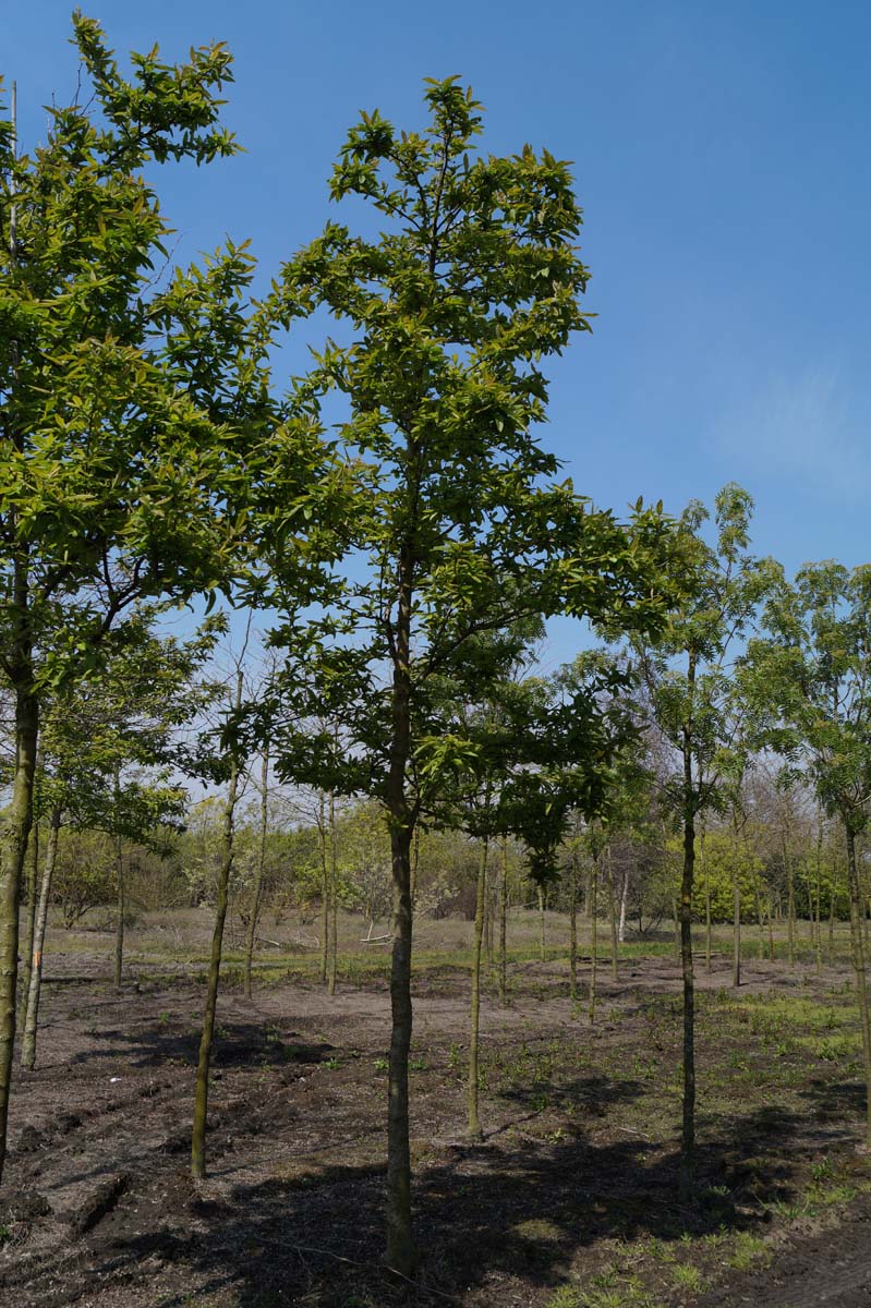 Mespilus germanica 'Westerveld' op stam op stam