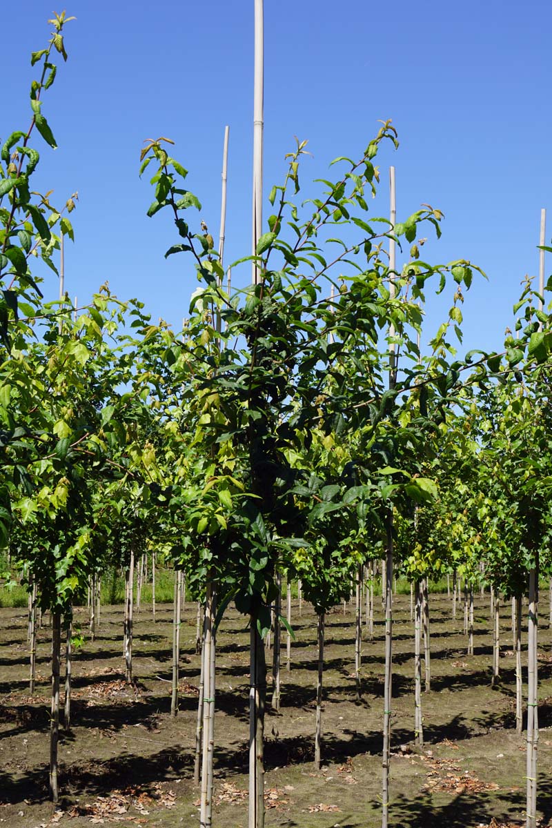 Mespilus germanica 'Westerveld' op stam op stam