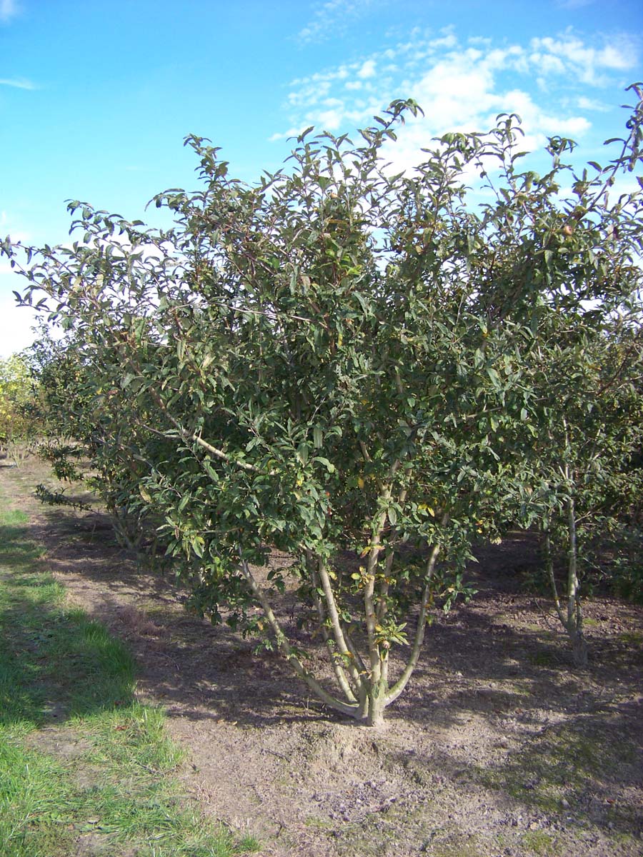 Mespilus germanica 'Westerveld' meerstammig / struik meerstammig
