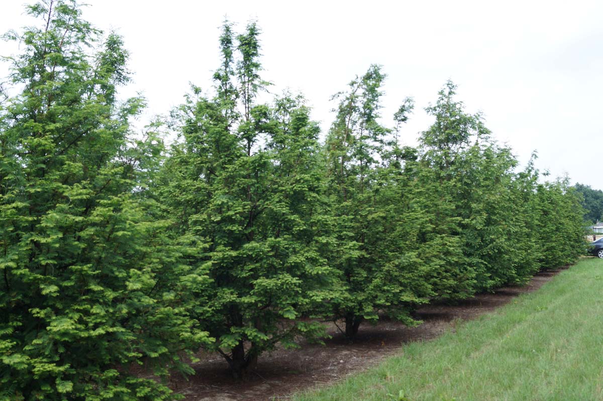 Metasequoia glyptostroboides solitair solitair