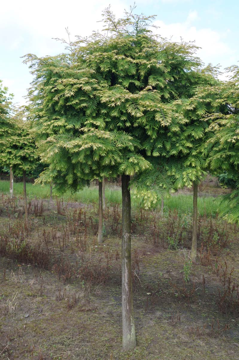 Metasequoia glyptostroboides 'Matthaei Broom' op stam
