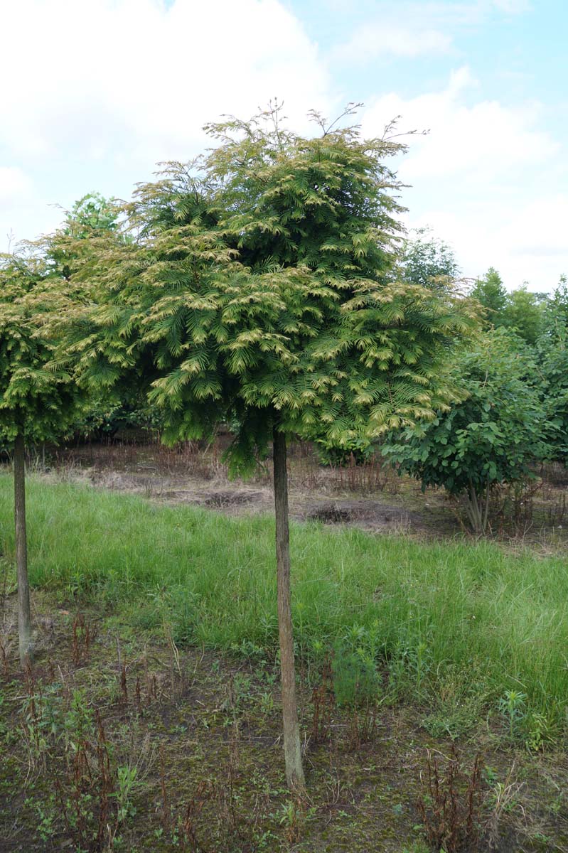 Metasequoia glyptostroboides 'Matthaei Broom' op stam