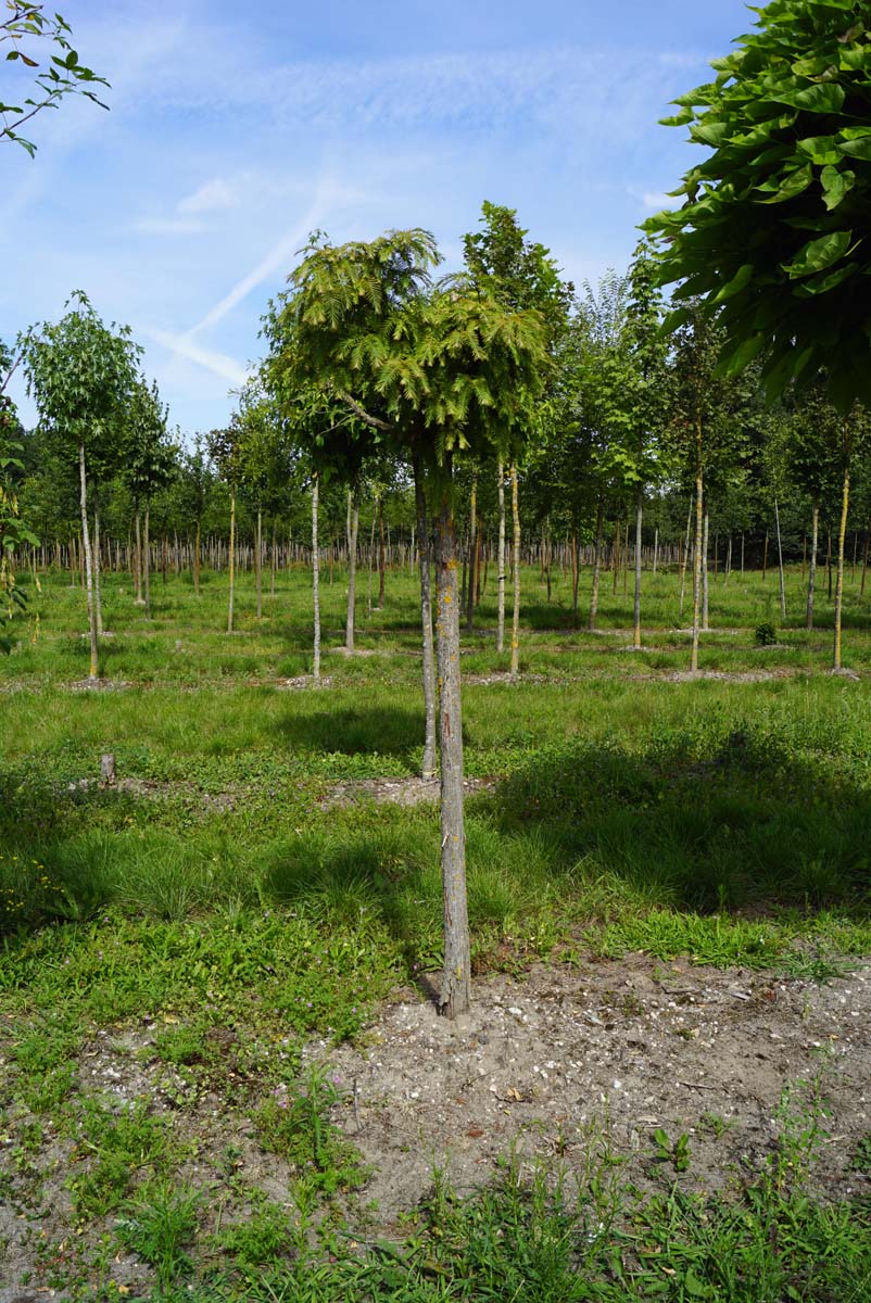 Metasequoia glyptostroboides 'Matthaei Broom' op stam