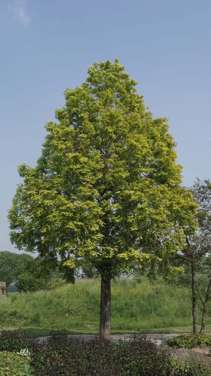 Metasequoia glyptostroboides 'Ogon' op stam op stam