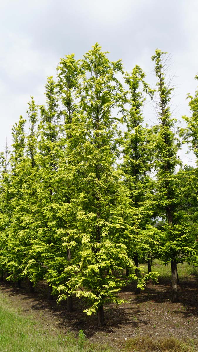 Metasequoia glyptostroboides 'Ogon' solitair