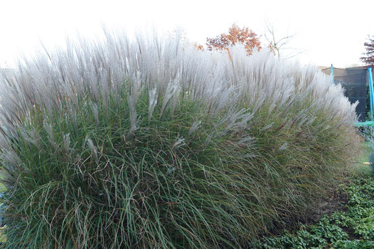 Miscanthus sinensis 'Kleine Silberspinne'