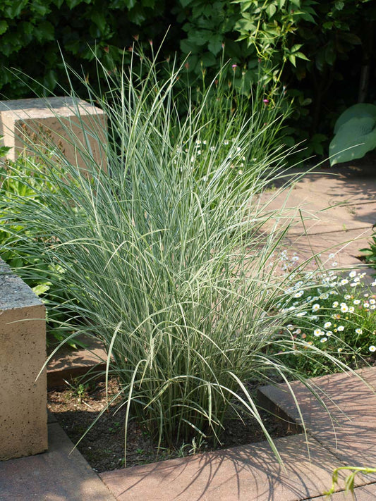 Miscanthus sinensis 'Morning Light' Tuinplanten