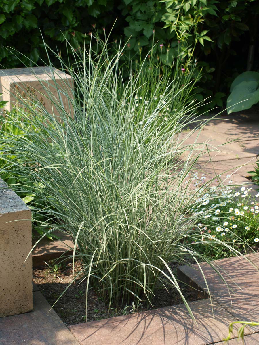 Miscanthus sinensis 'Morning Light' Tuinplanten