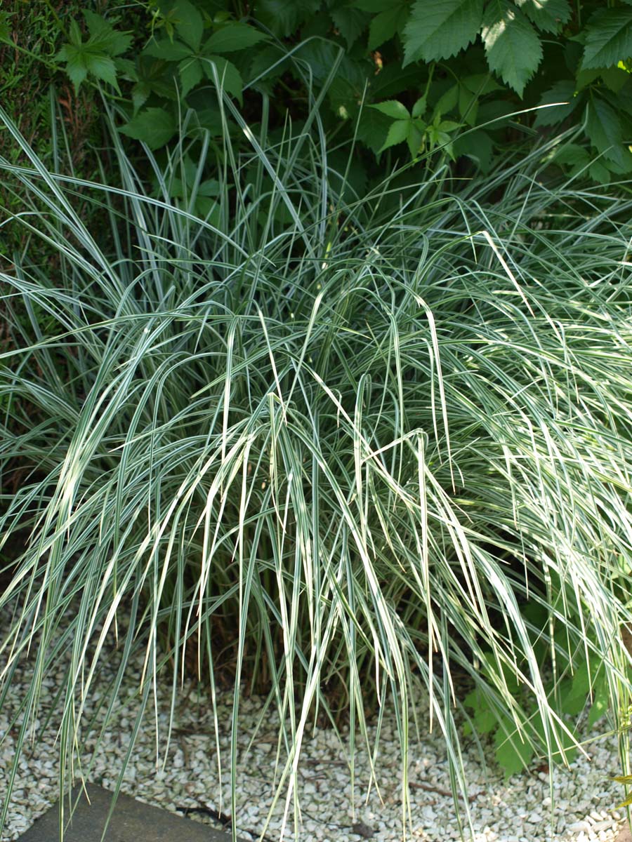 Miscanthus sinensis 'Morning Light' Tuinplanten tuinplanten