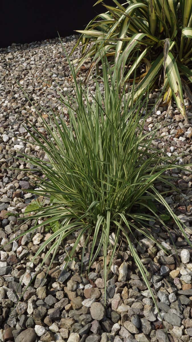 Molinia caerulea 'Variegata'