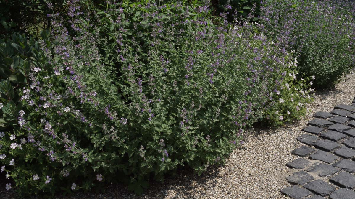 Nepeta faassenii