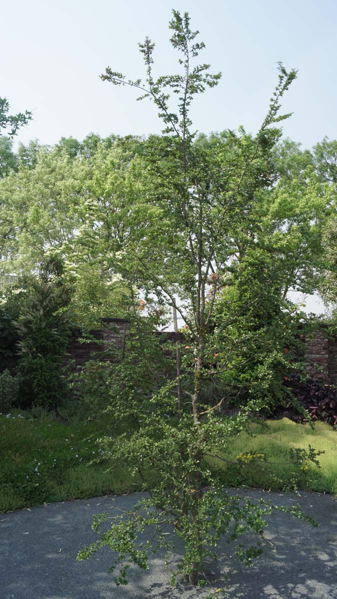 Nothofagus antarctica solitair solitair