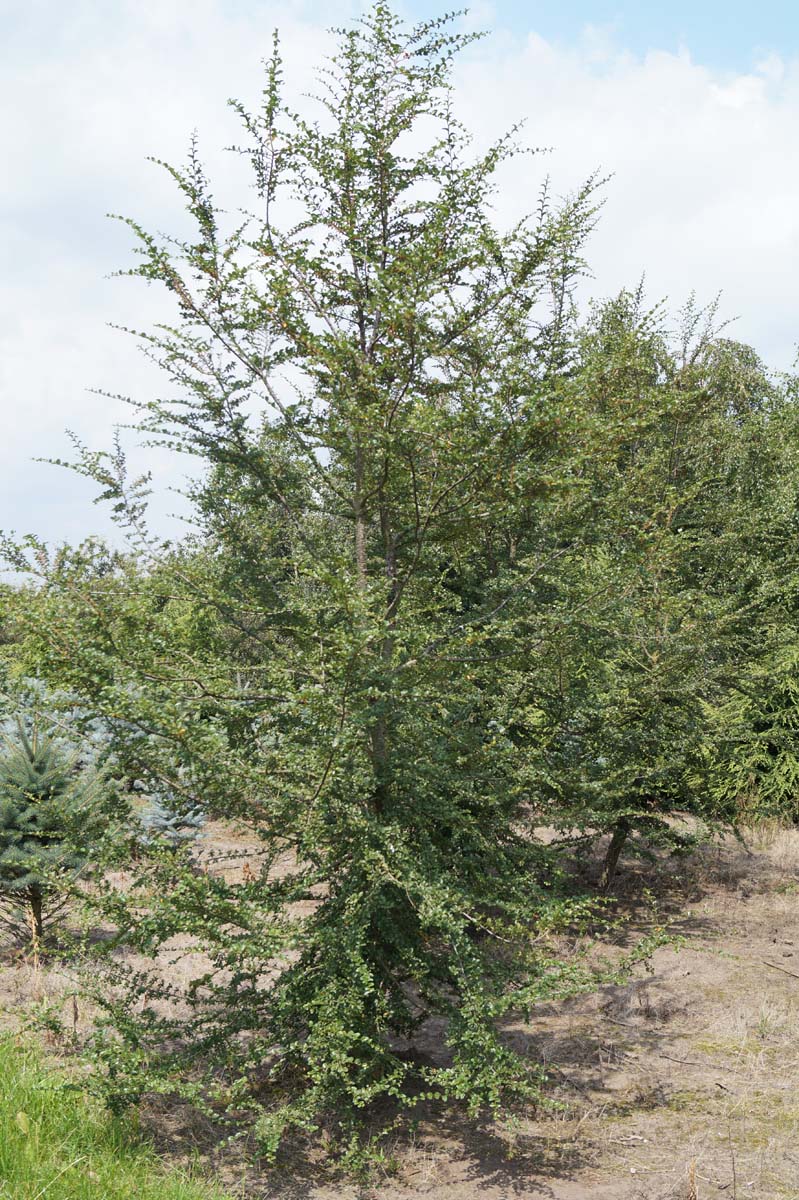 Nothofagus antarctica solitair solitair