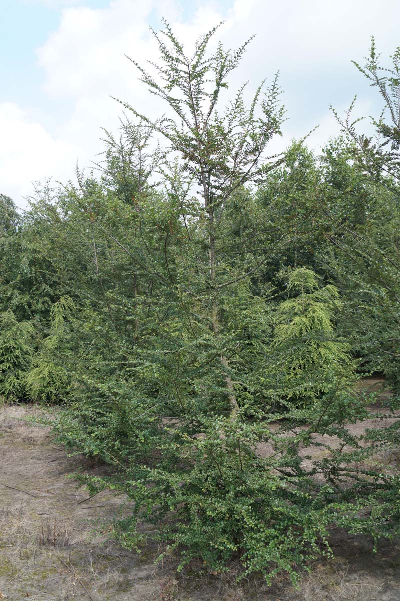 Nothofagus antarctica solitair solitair