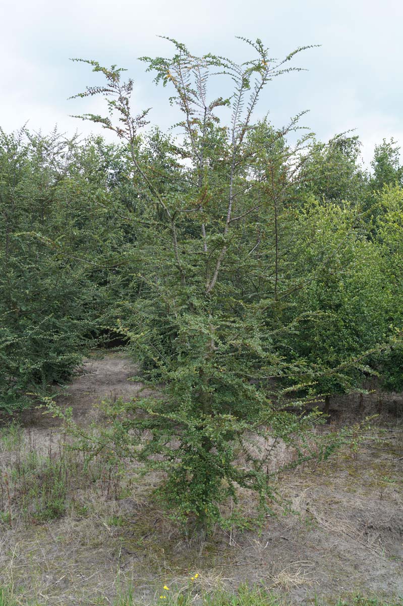 Nothofagus antarctica solitair solitair