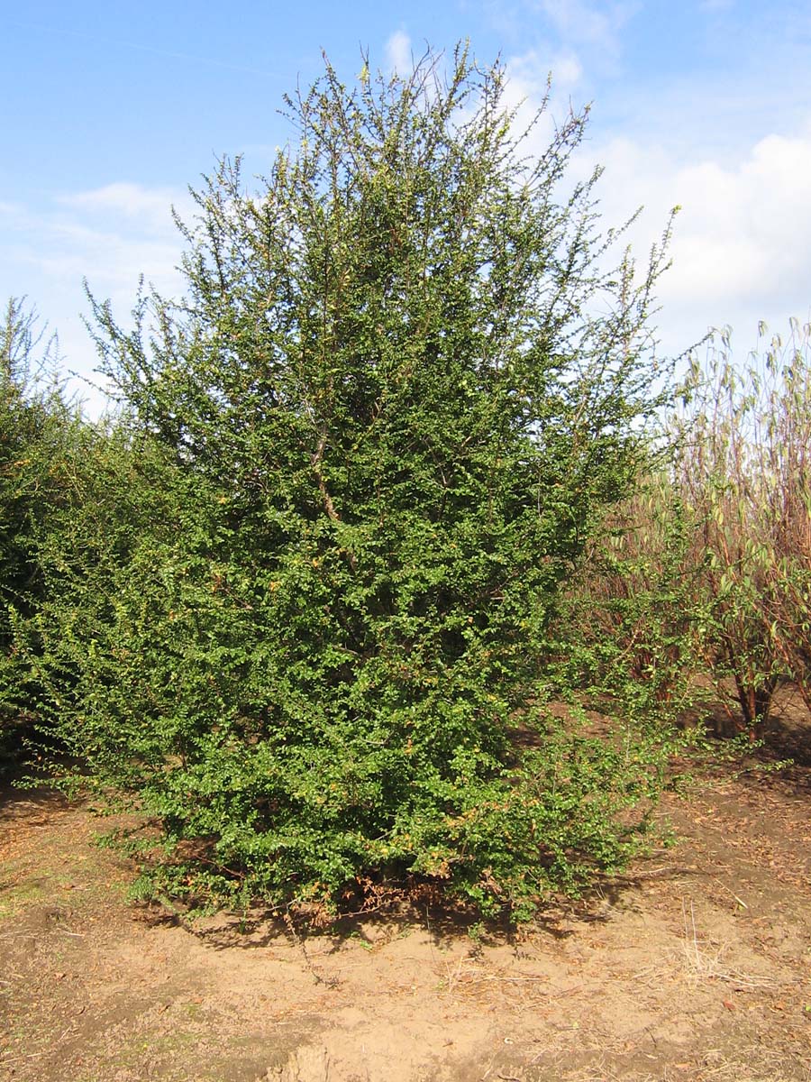 Nothofagus antarctica solitair solitair