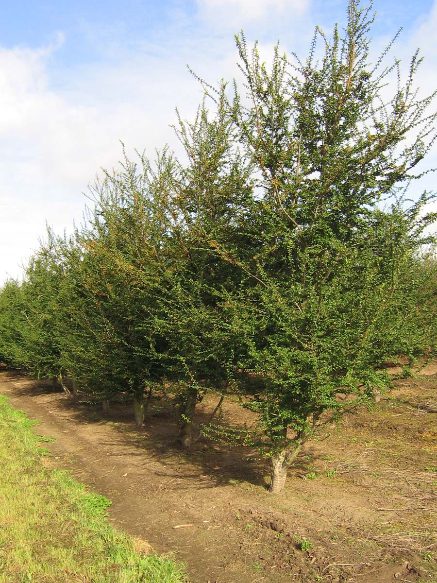 Nothofagus antarctica solitair solitair