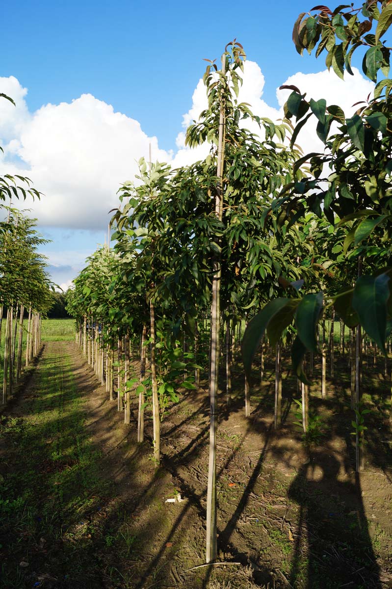 Nyssa sinensis op stam op stam