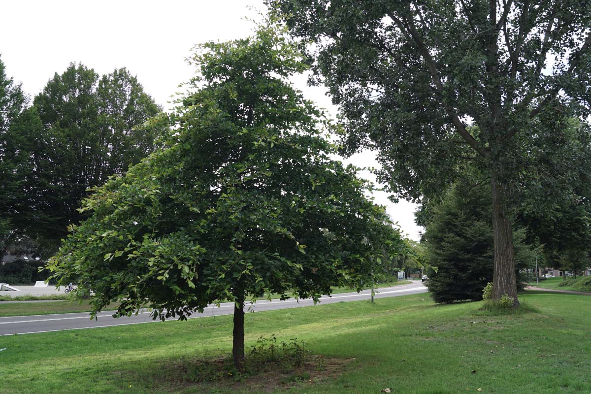 Nyssa sylvatica op stam op stam