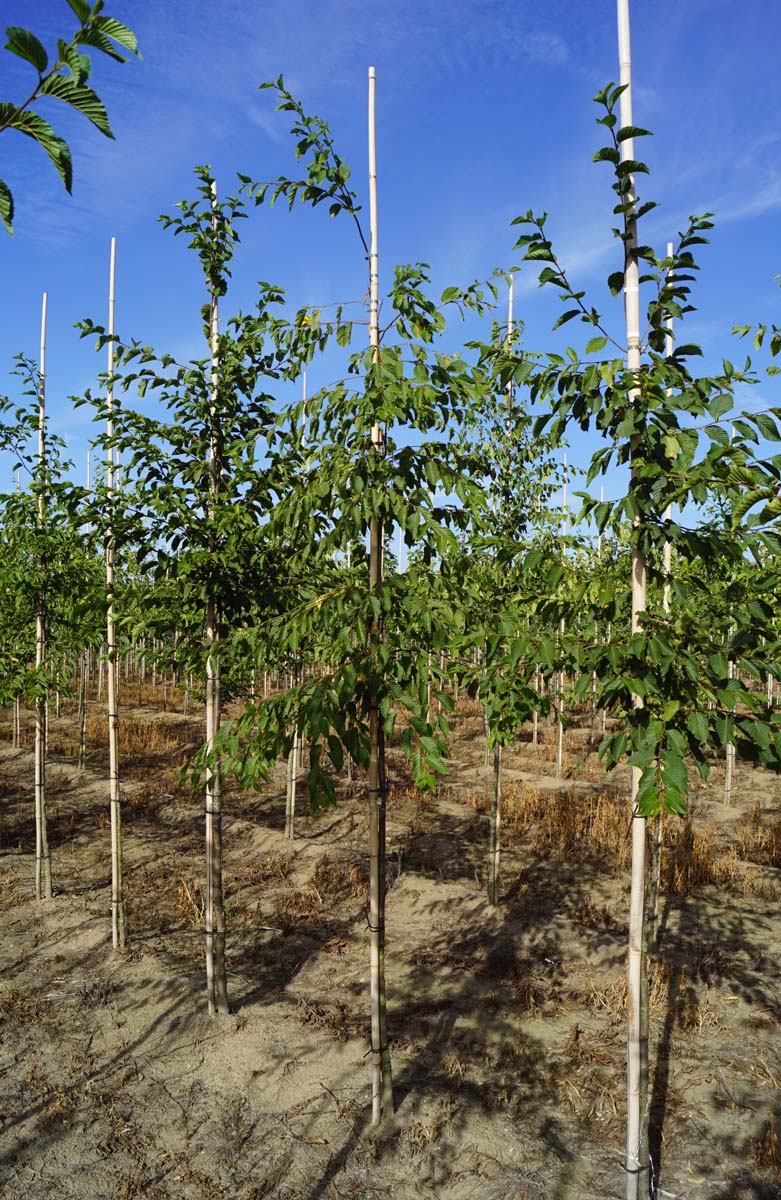 Ostrya carpinifolia op stam op stam