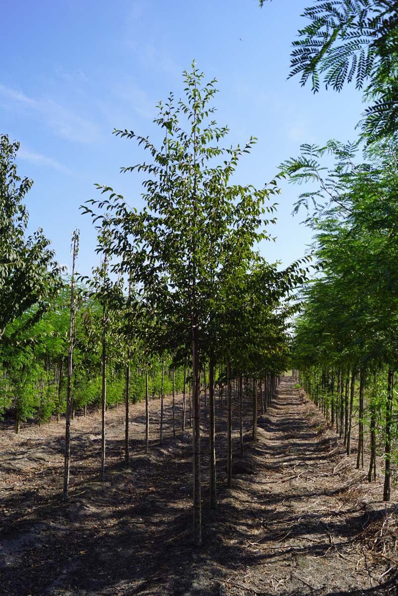 Ostrya carpinifolia op stam op stam