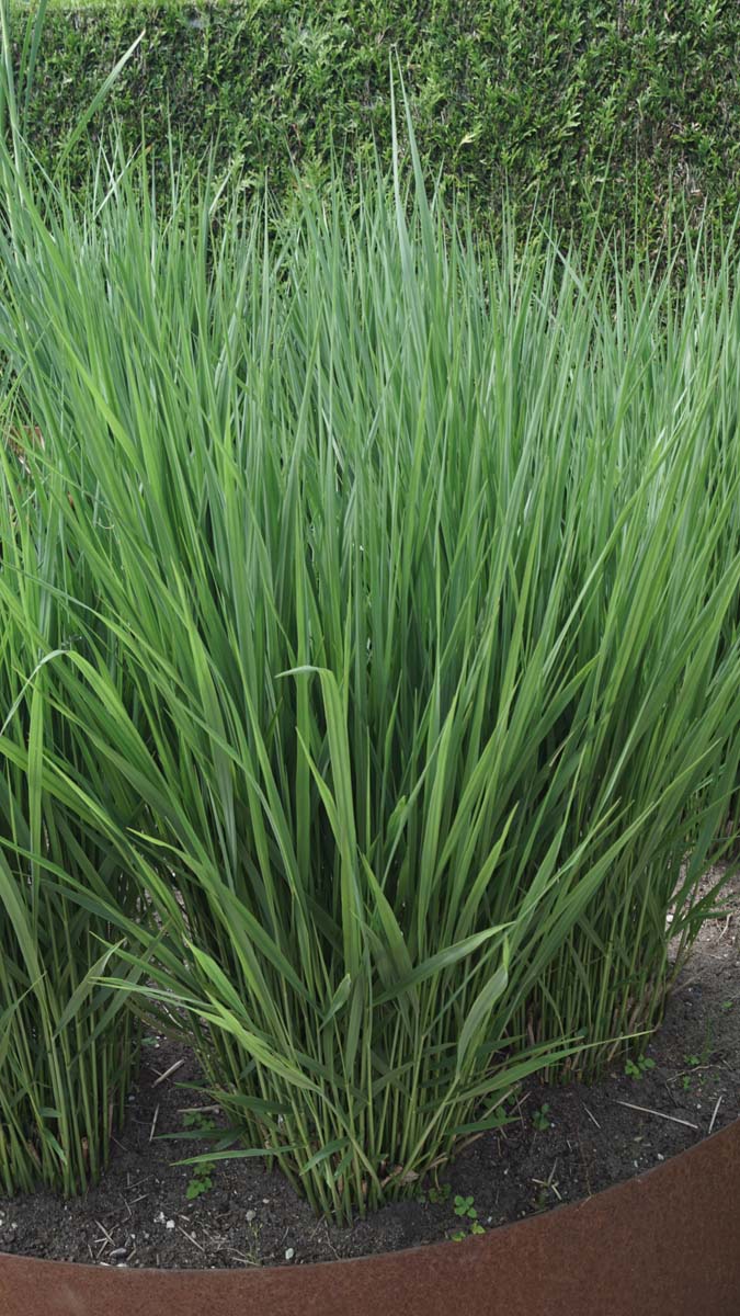 Panicum virgatum 'Heavy Metal'