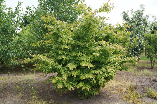 Parrotia persica meerstammig / struik meerstammig