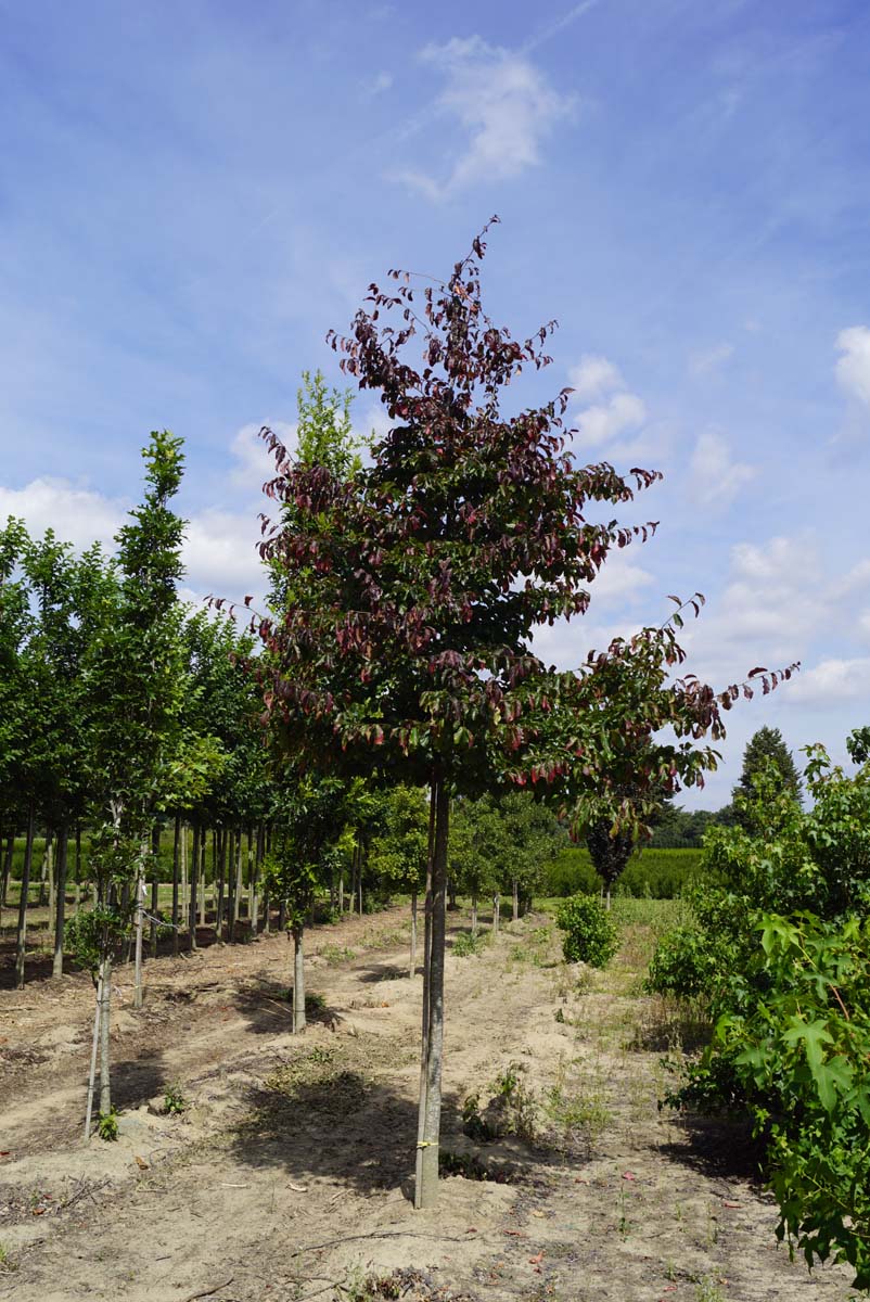 Parrotia persica 'Bella' op stam op stam