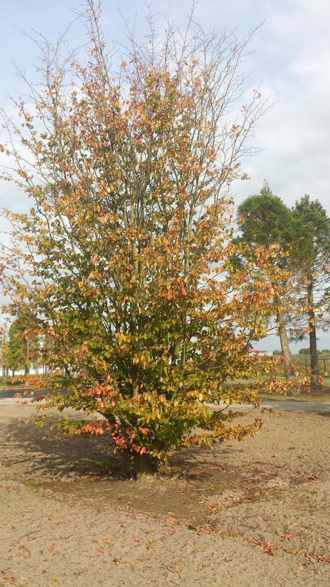 Parrotia persica 'Vanessa' meerstammig / struik meerstammig