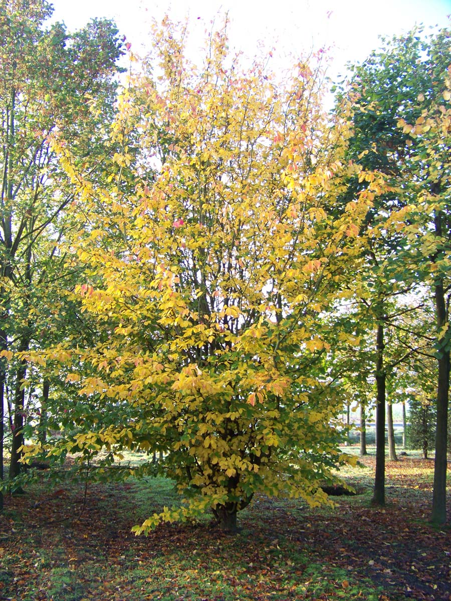 Parrotia persica 'Vanessa' meerstammig / struik meerstammig