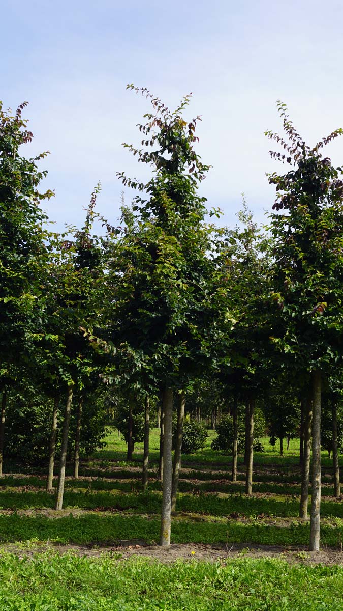 Parrotia persica 'Vanessa' op stam op stam