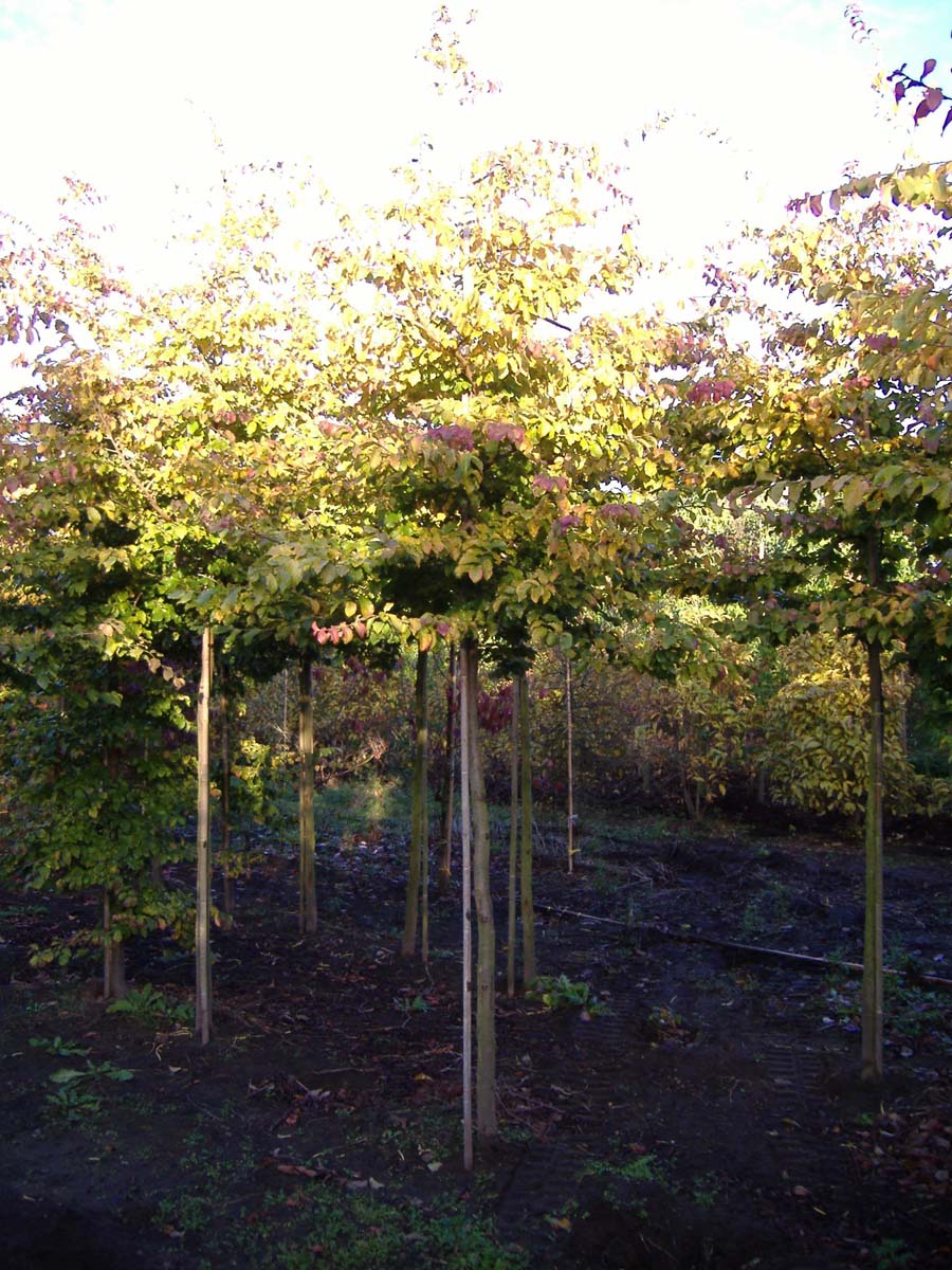 Parrotia persica 'Vanessa' op stam op stam
