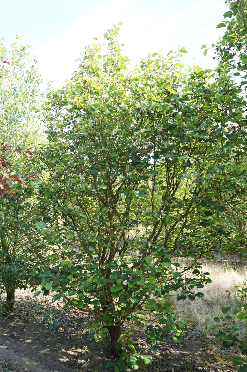 Parrotiopsis jacquemontiana meerstammig / struik struik