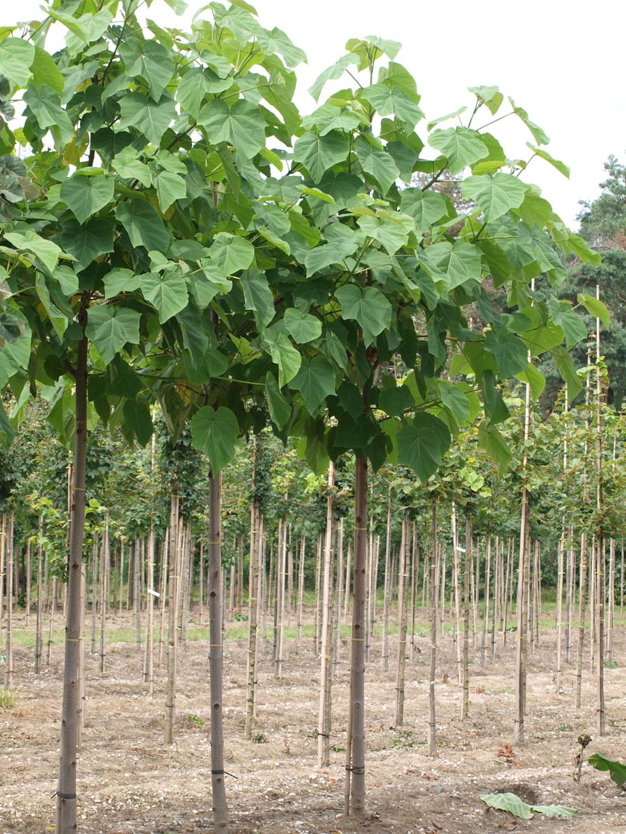 Paulownia tomentosa op stam op stam