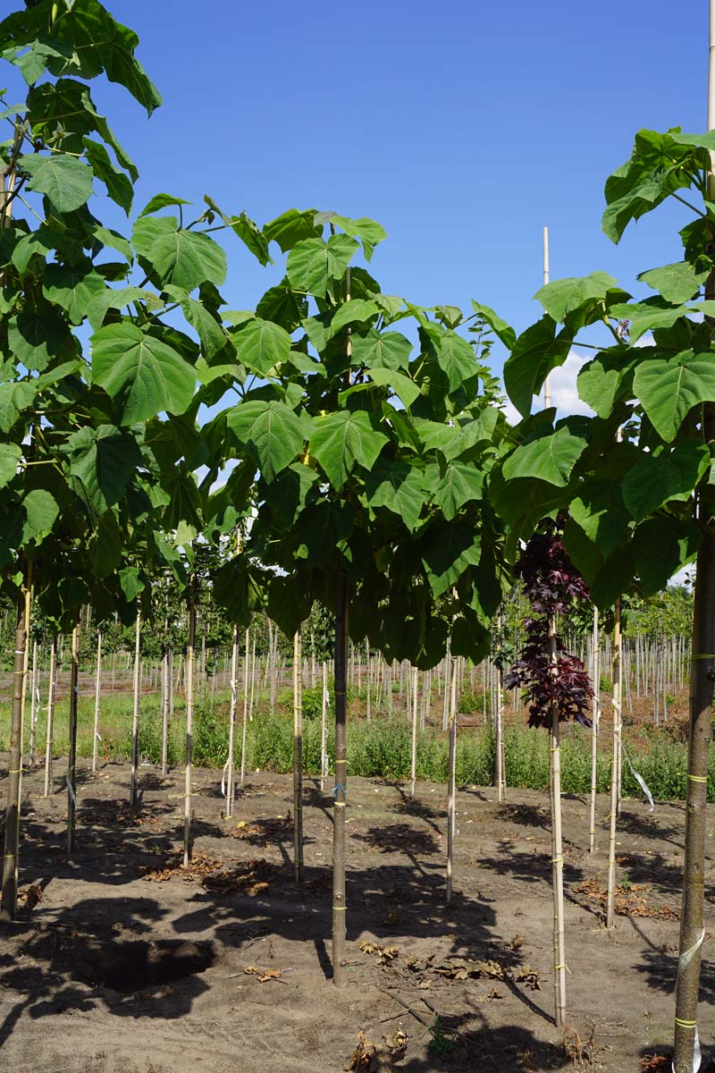 Paulownia tomentosa op stam op stam