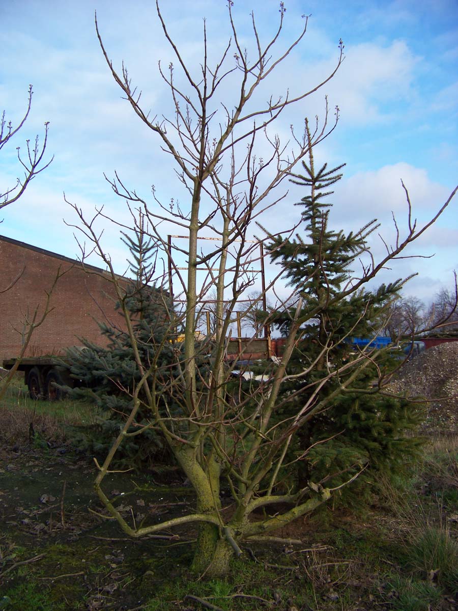 Paulownia tomentosa meerstammig / struik meerstammig