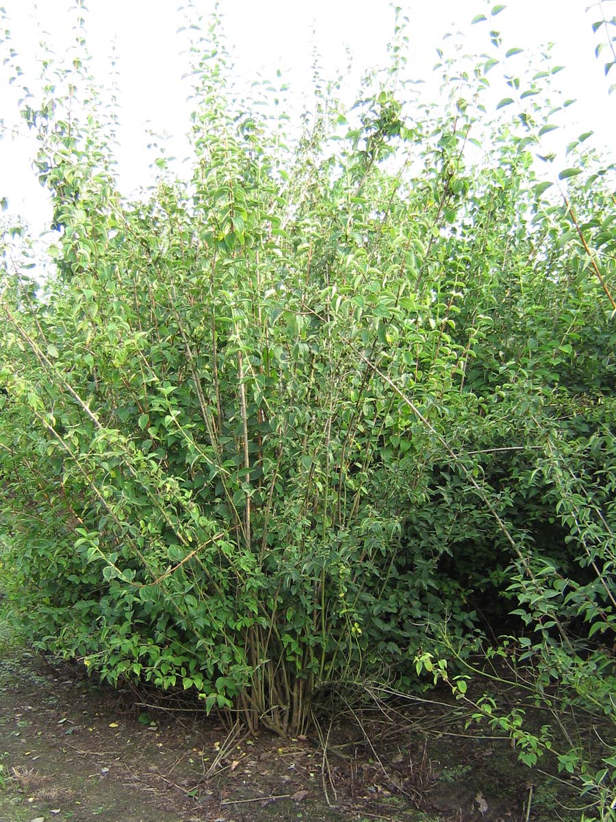 Philadelphus coronarius meerstammig / struik struik