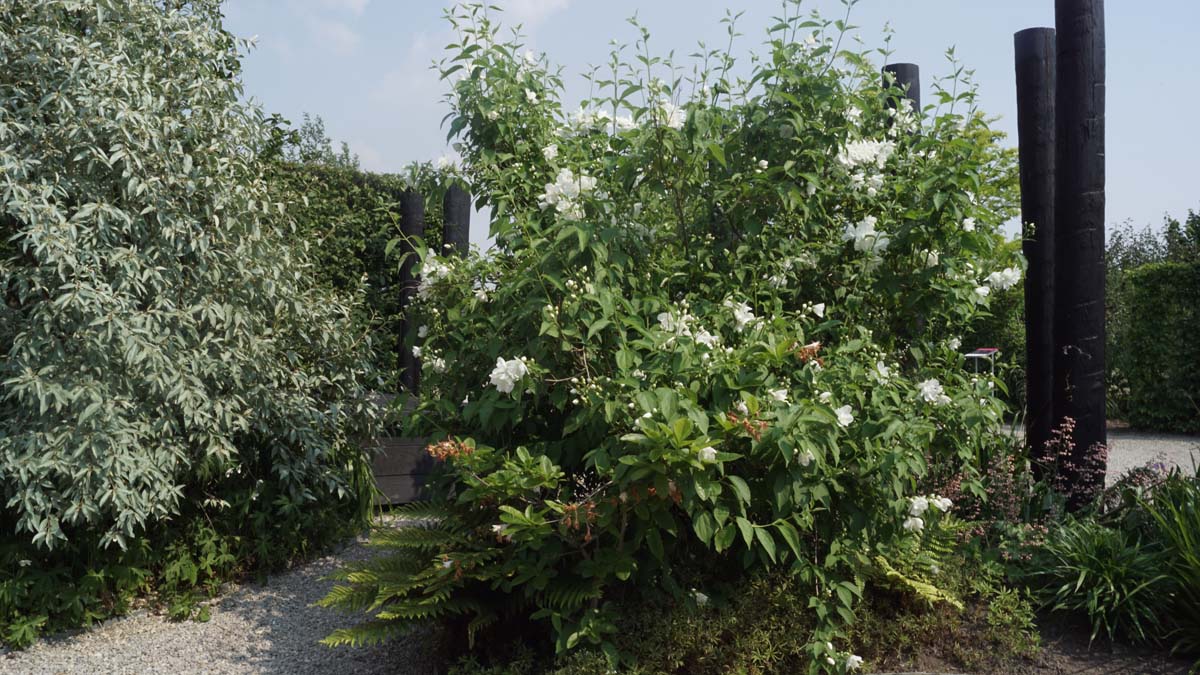 Philadelphus 'Snowbelle' meerstammig / struik struik