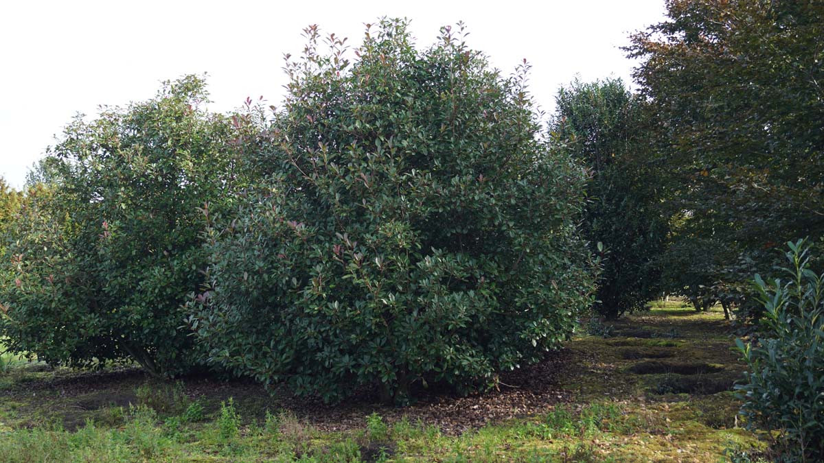 Photinia fraseri 'Red Robin' meerstammig / struik meerstammig