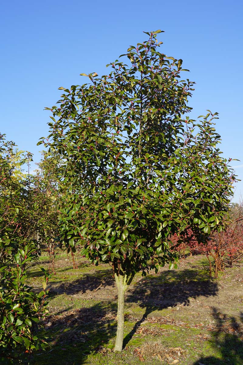 Photinia fraseri 'Red Robin' solitair solitair