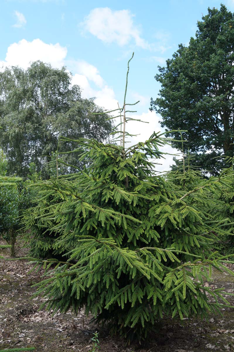 Picea orientalis 'Aureospicata' solitair
