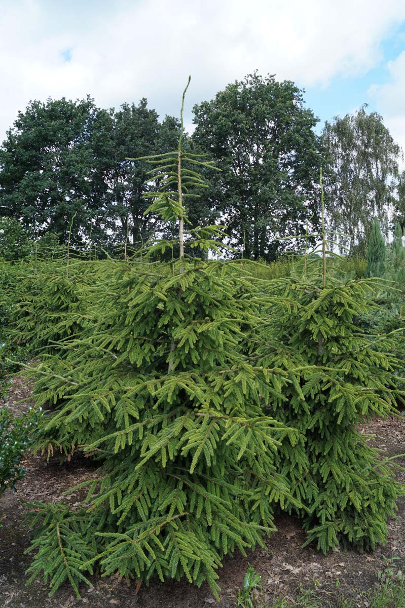 Picea orientalis 'Aureospicata' solitair
