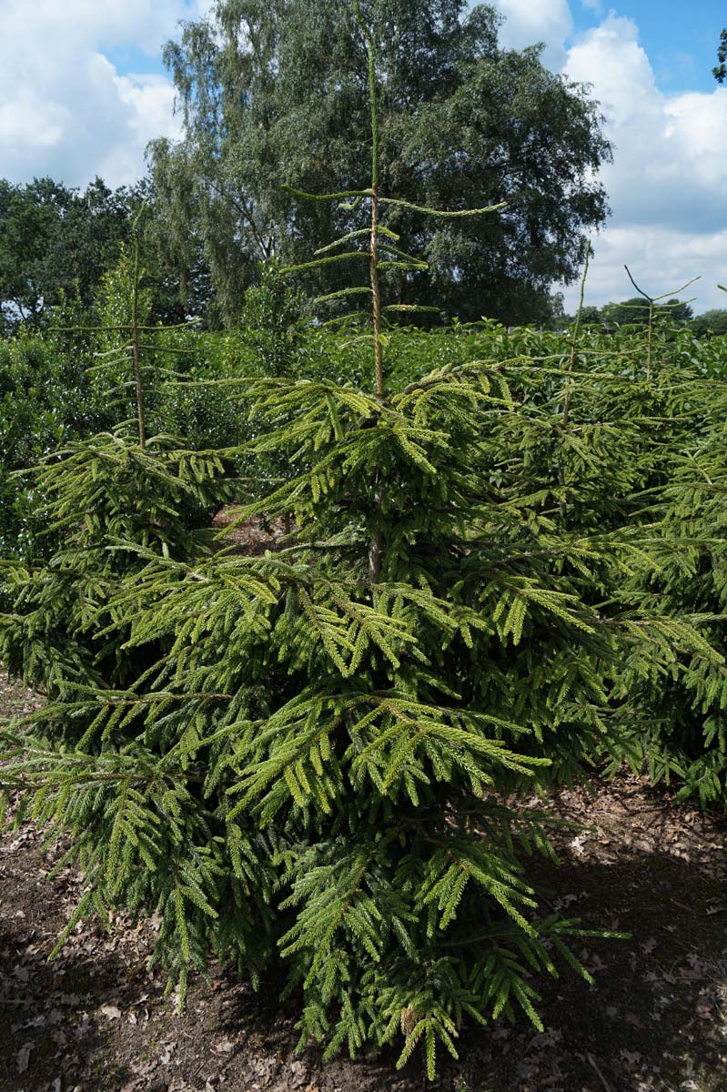 Picea orientalis 'Aureospicata' solitair