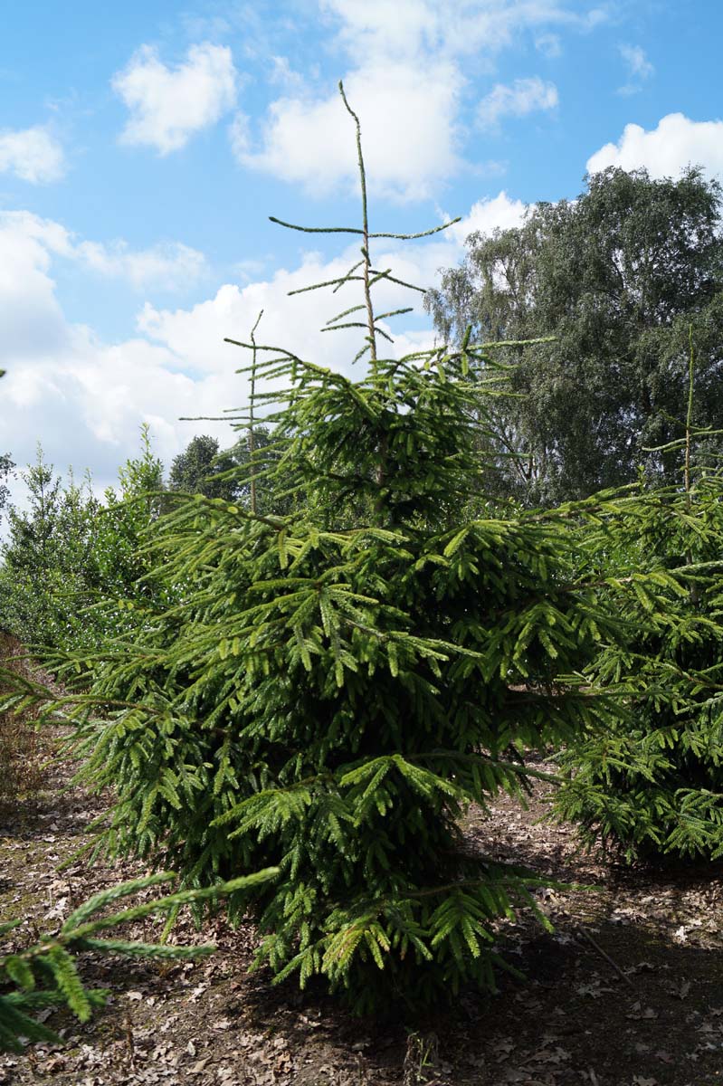 Picea orientalis 'Aureospicata' solitair