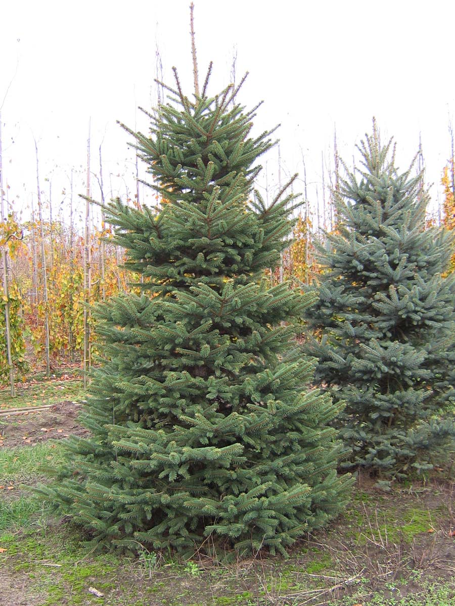 Picea pungens solitair