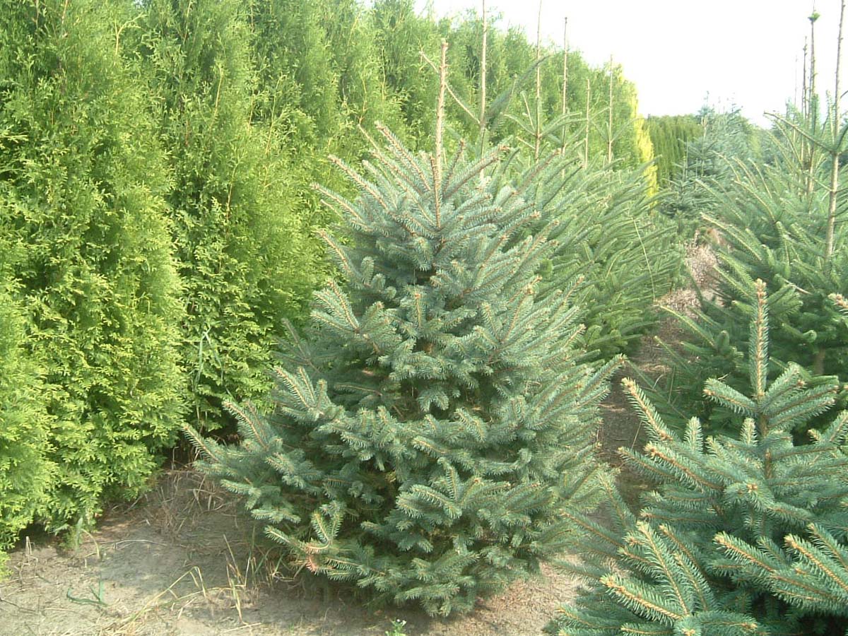 Picea pungens solitair