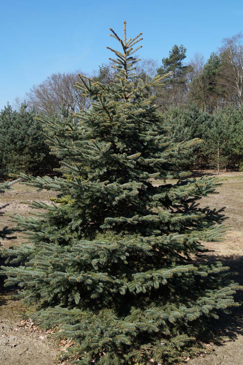 Picea pungens solitair